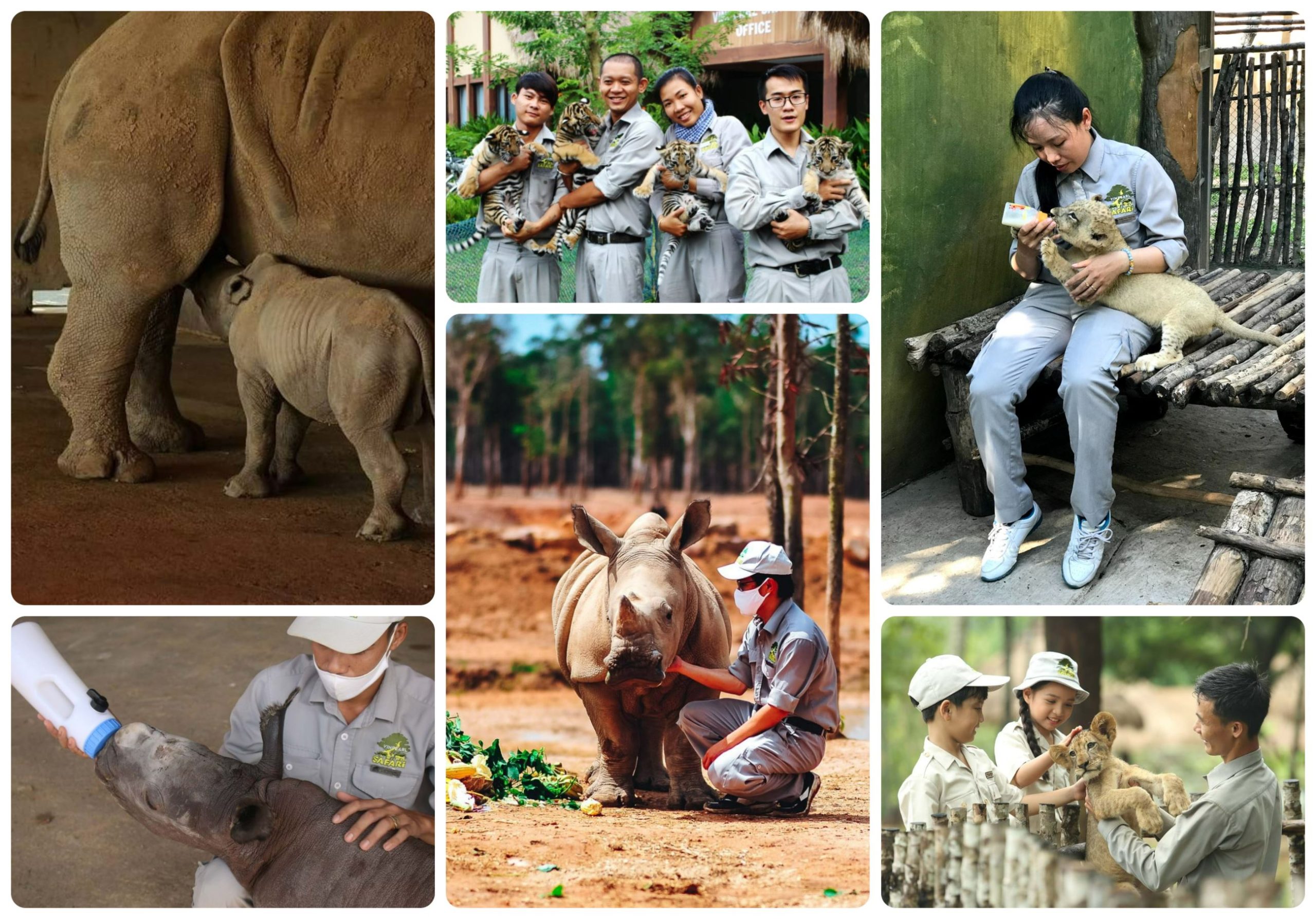 Tháng 11/2019, VInpearl Safari vinh dự nhận chứng chỉ của Hiệp hội Vườn thú Đông Nam Á SEAZA về đảm bảo điều kiện phúc trạng động vật. 