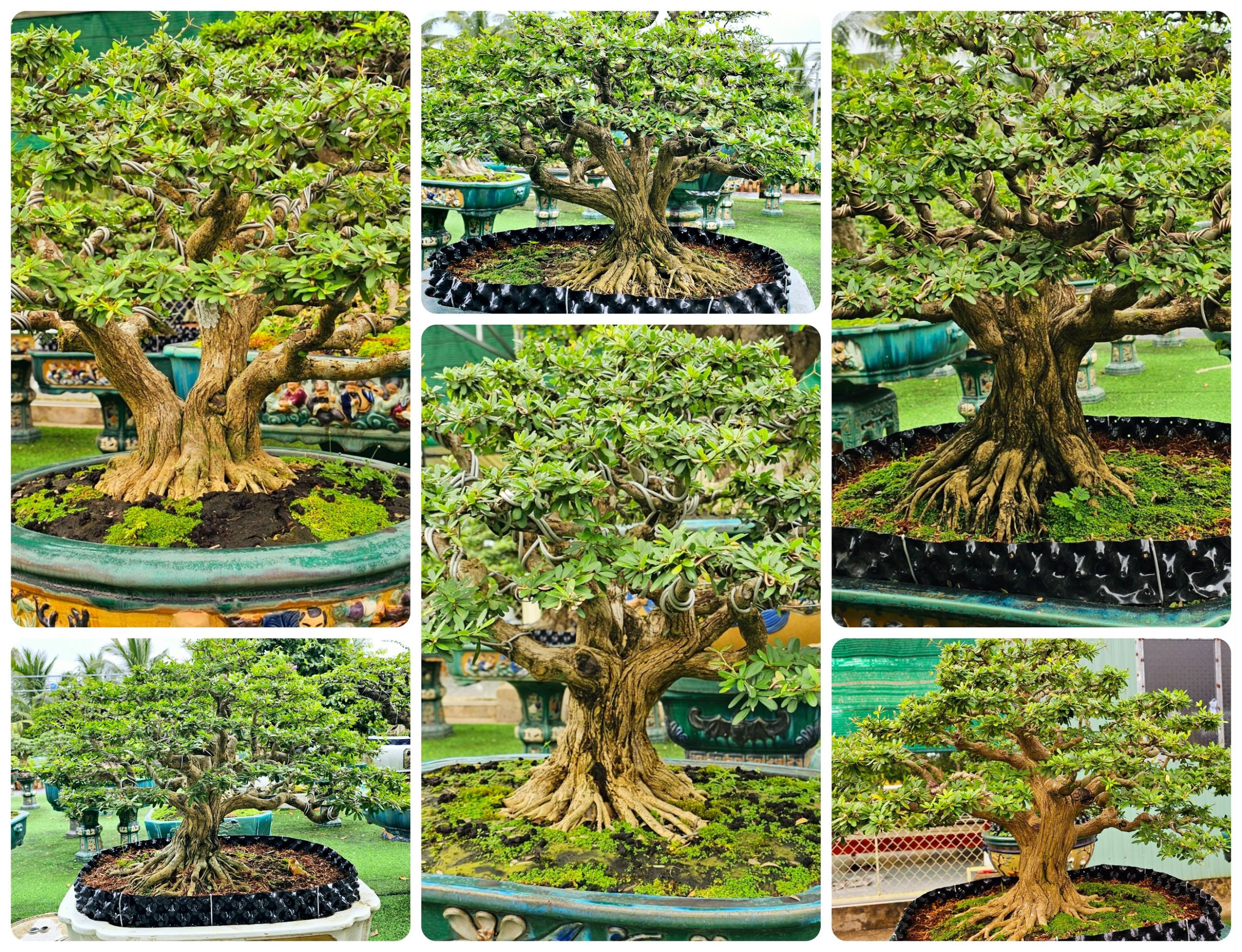 Dáng thế bonsai Linh Sam vừa uyển chuyển vừa mạnh mẽ, khỏe mạnh do nghệ nhân Hoàng thực hiện.