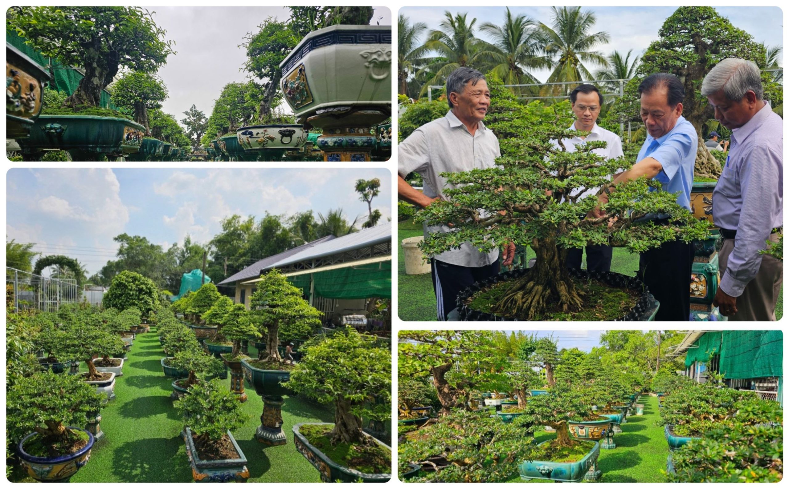Lãnh đạo Tổ chức Kỷ lục Việt Nam tham quan và thẩm định tại khu vườn bonsai Linh Sam do ông Trương Văn Hoàng thực hiện.