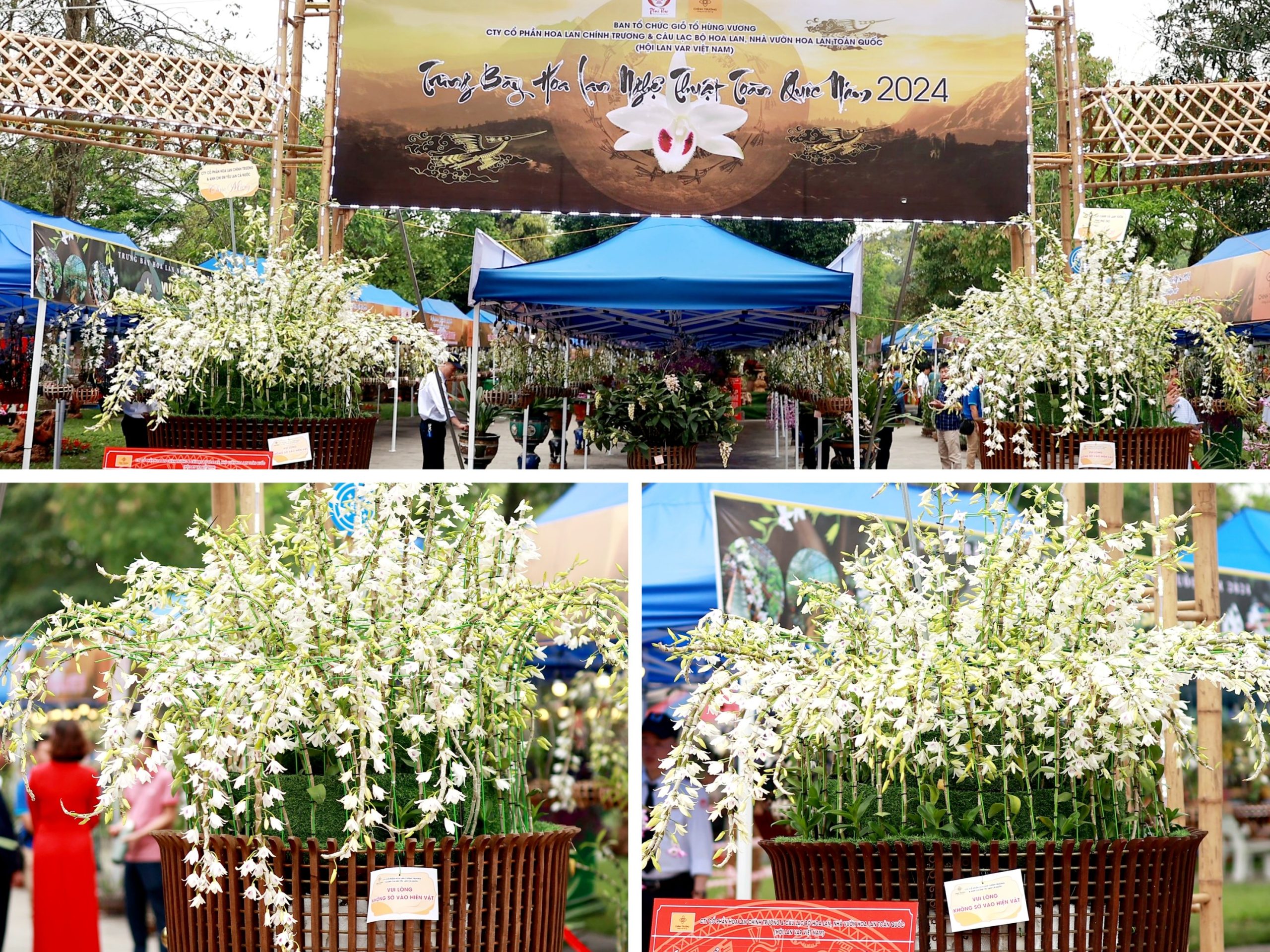 Cặp tác phẩm hoa Lan "Con Lạc - Cháu Hồng" được tạo nên từ 198 thân hoa lan 5 cánh trắng đất Tổ Hùng Vương.