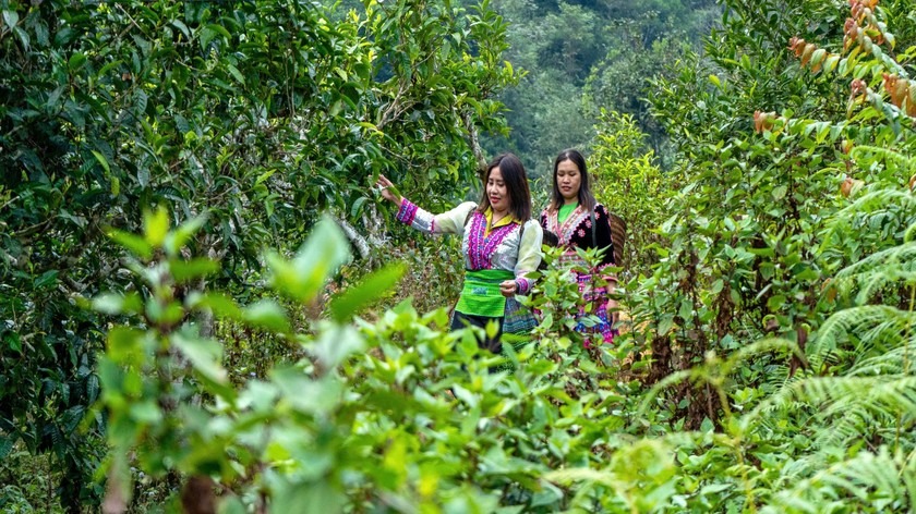 Vùng nguyên liệu trà cổ thụ gồm các loại: Hồng trà, Bạch trà, trà Vàng và trà Shan Tuyết ở Yên Bái và Hà Giang.